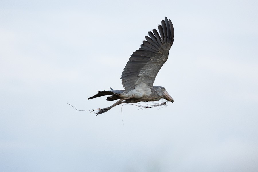 Shoebill - ML646593178