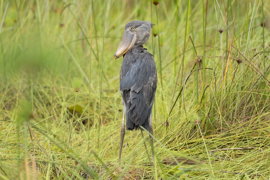 Shoebill - ML646593179