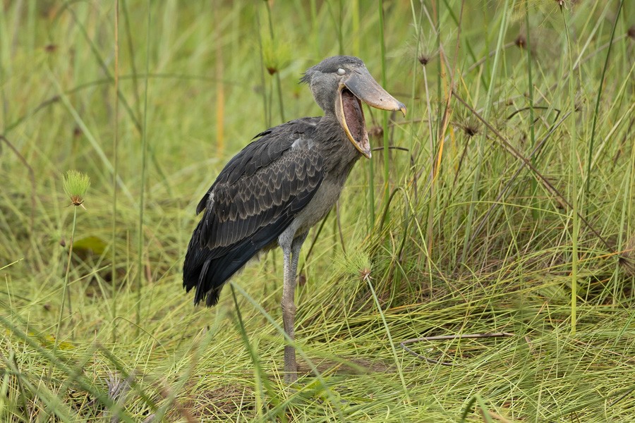 Shoebill - ML646593180