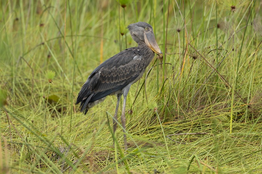 Shoebill - ML646593181