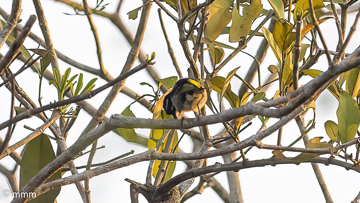 Yellow-rumped Tinkerbird - ML646593183