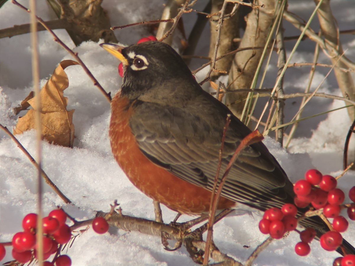 American Robin - ML646593185