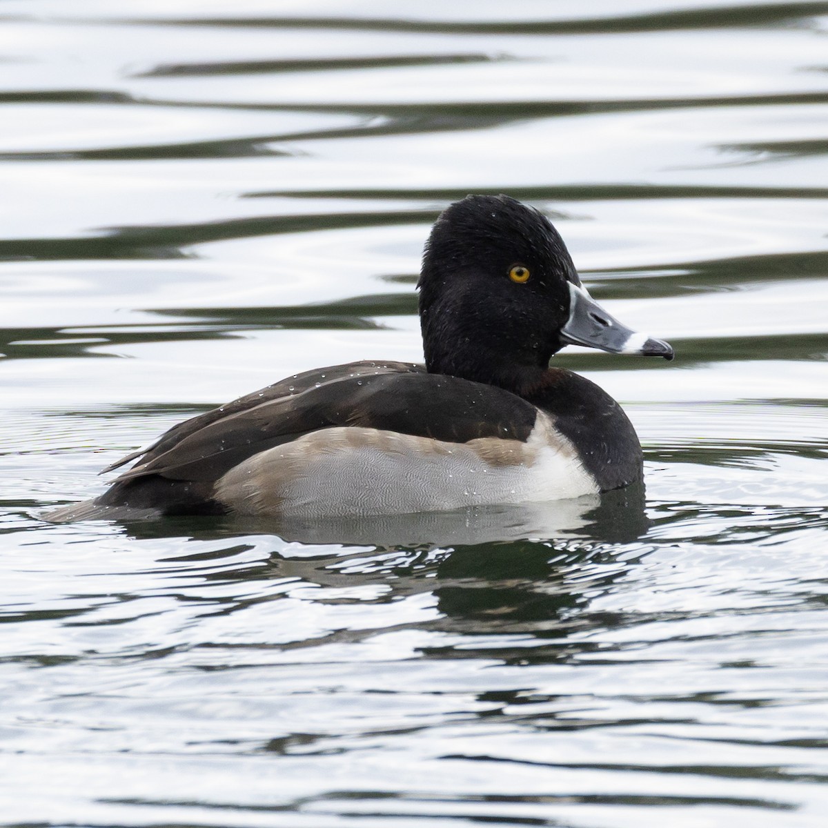 Halkalı Patka - ML646593186