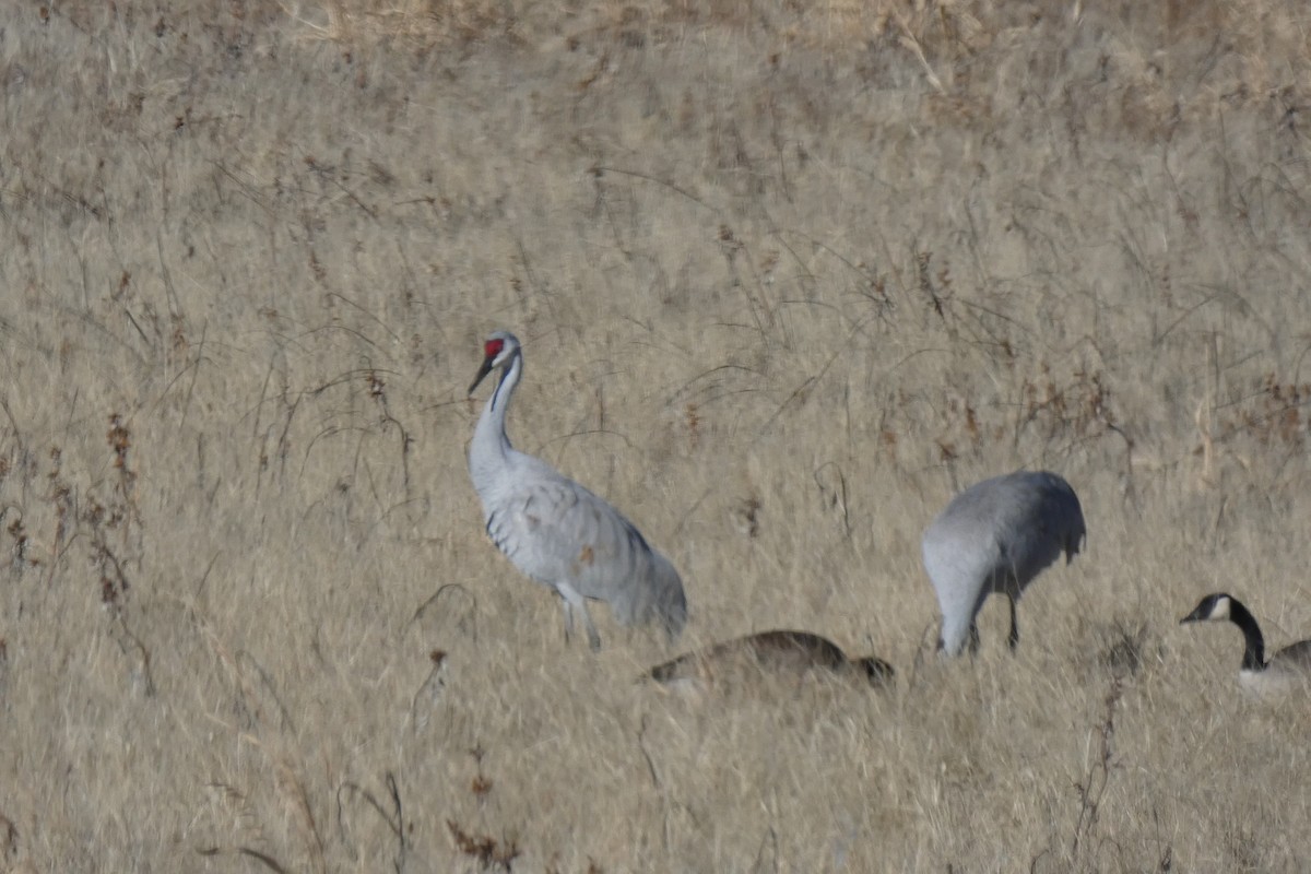 Sandhill Crane - ML646593187
