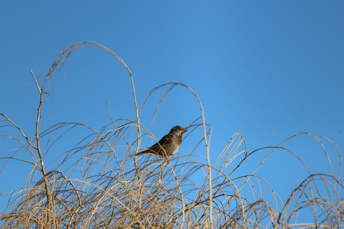 House Sparrow - ML646593188