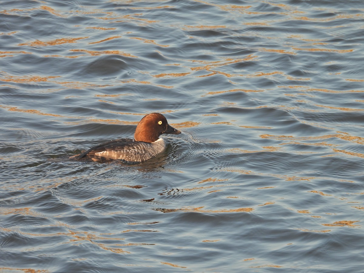 Common Goldeneye - ML646593190