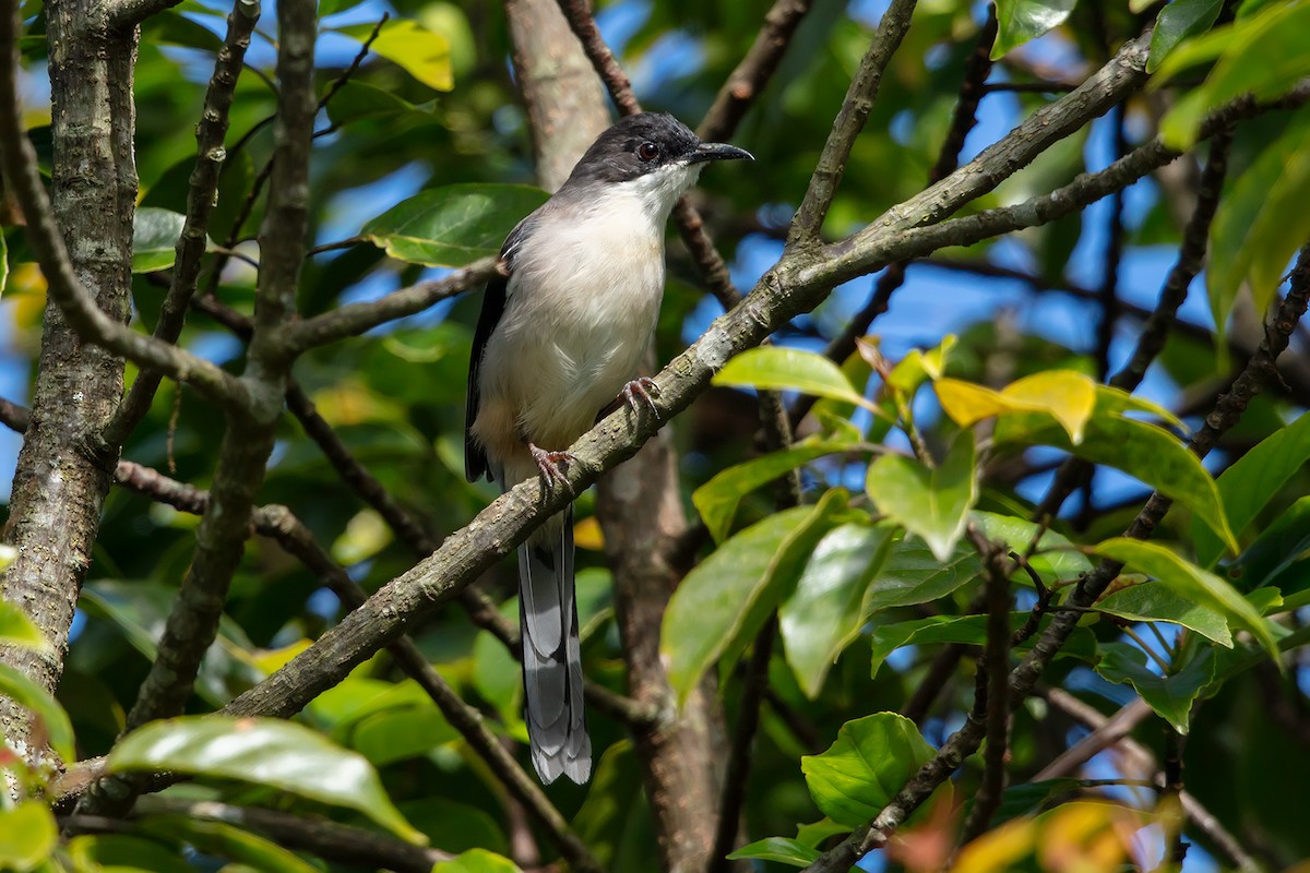 Gray Sibia - ML646593192