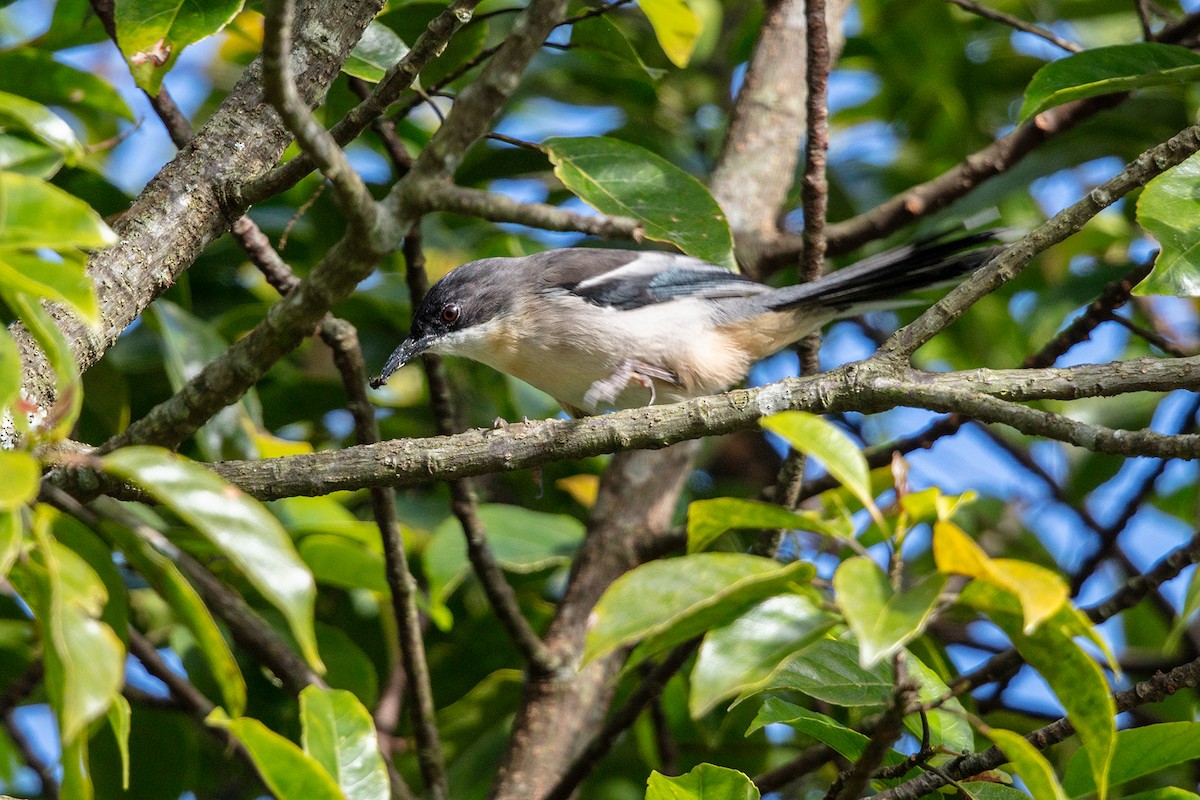 Gray Sibia - ML646593194