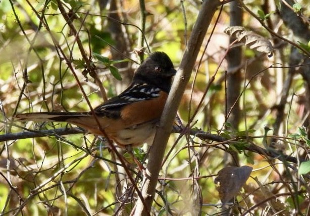 Spotted Towhee - ML646593195