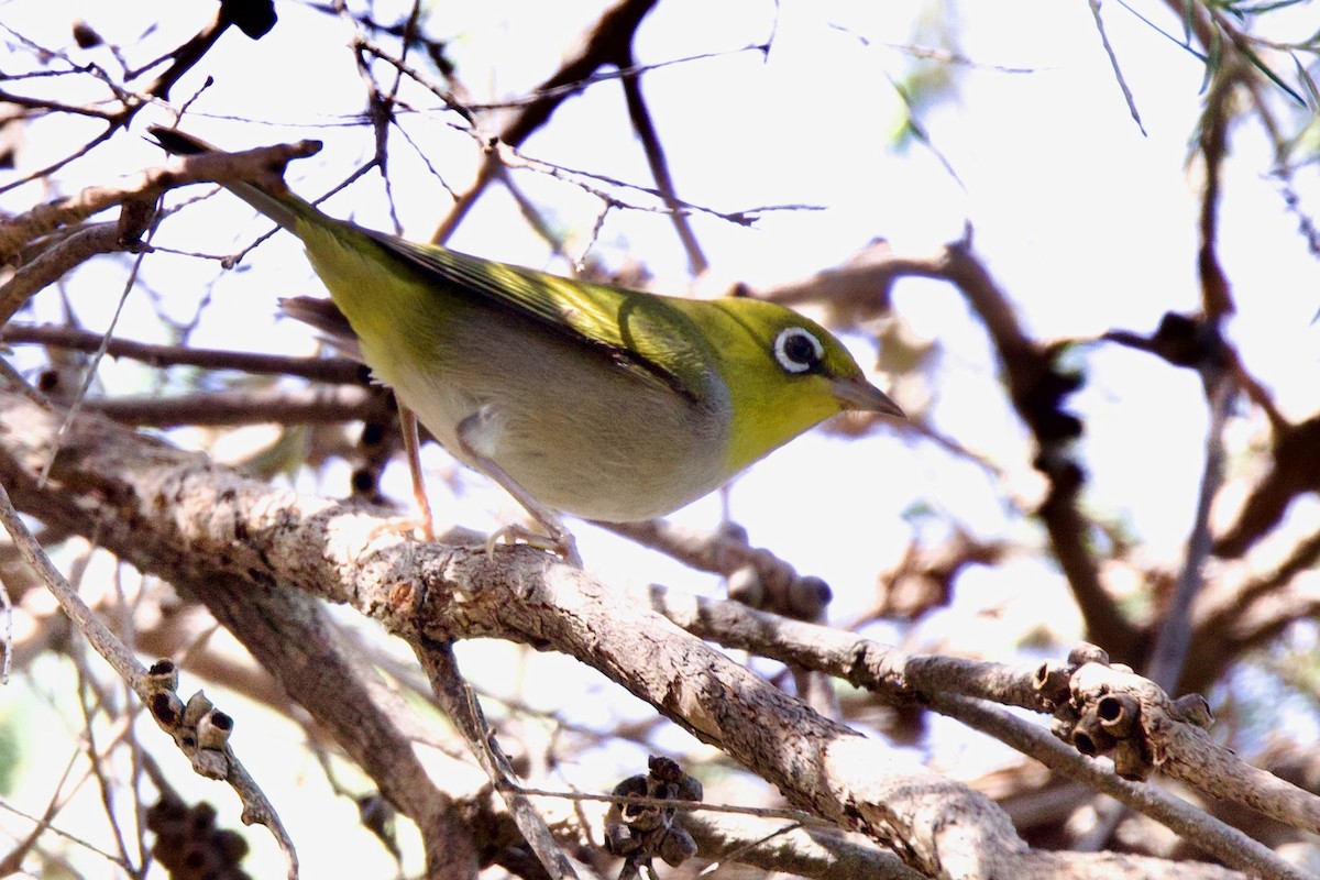 Silvereye - ML646593196