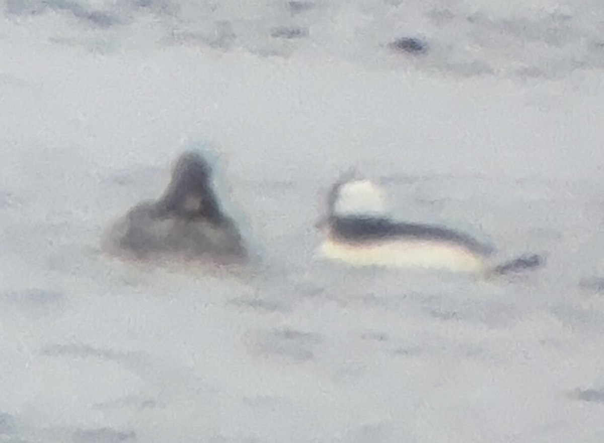 Common Goldeneye - ML646593197