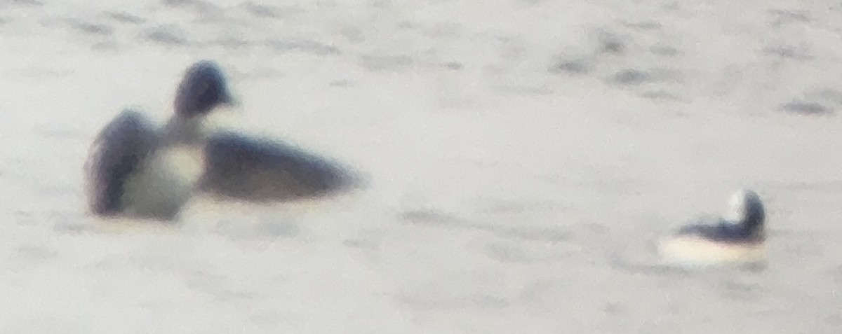 Common Goldeneye - ML646593199