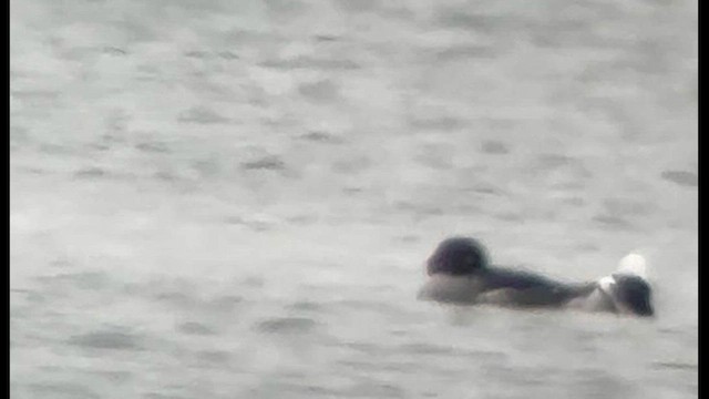 Common Goldeneye - ML646593201