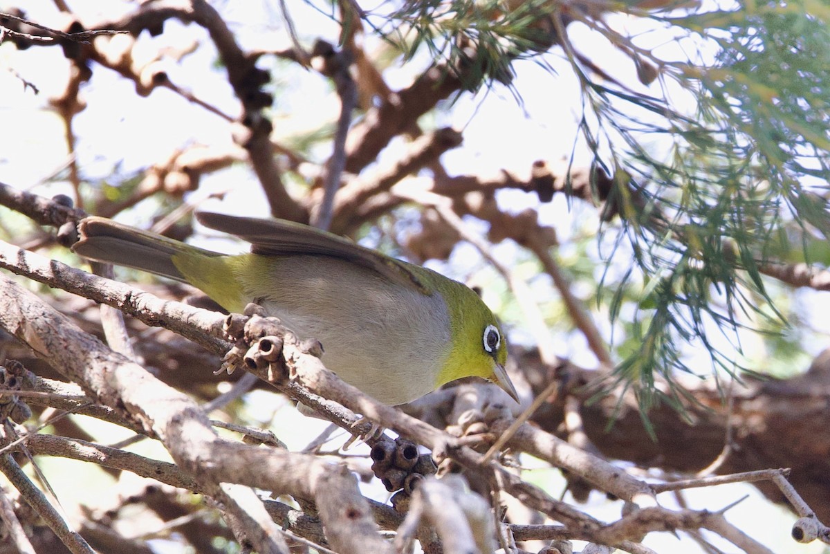 Silvereye - ML646593202
