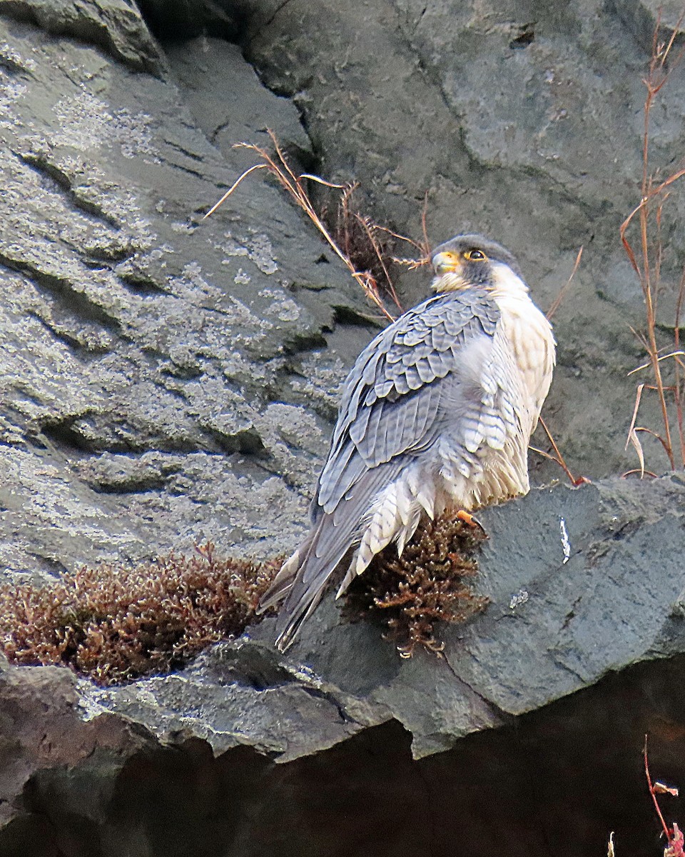 Peregrine Falcon - ML646593205