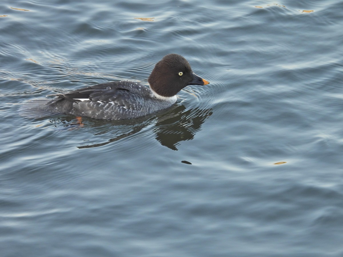Common Goldeneye - ML646593206