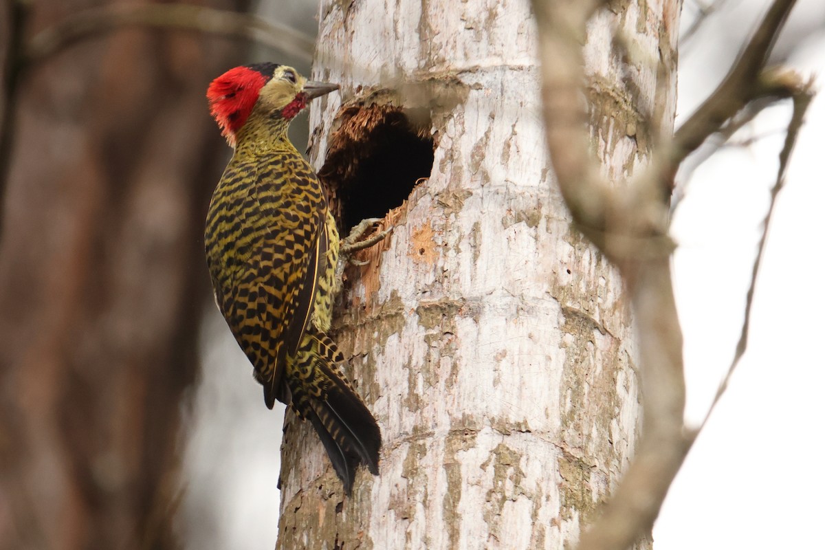 Green-barred Woodpecker - ML646593208
