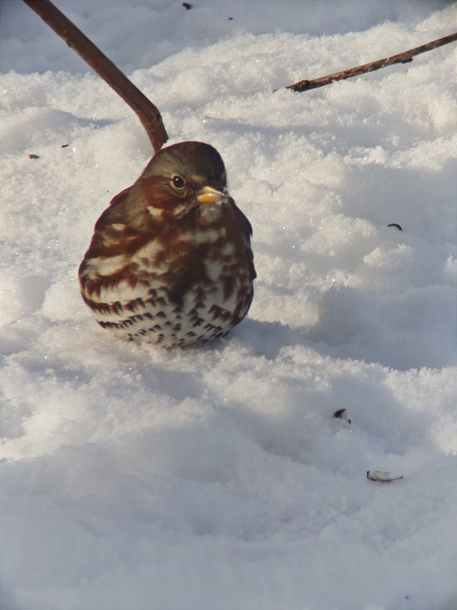 Fox Sparrow - ML646593209