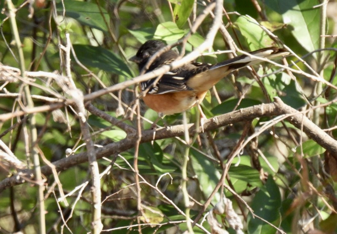 Eastern Towhee - ML646593210