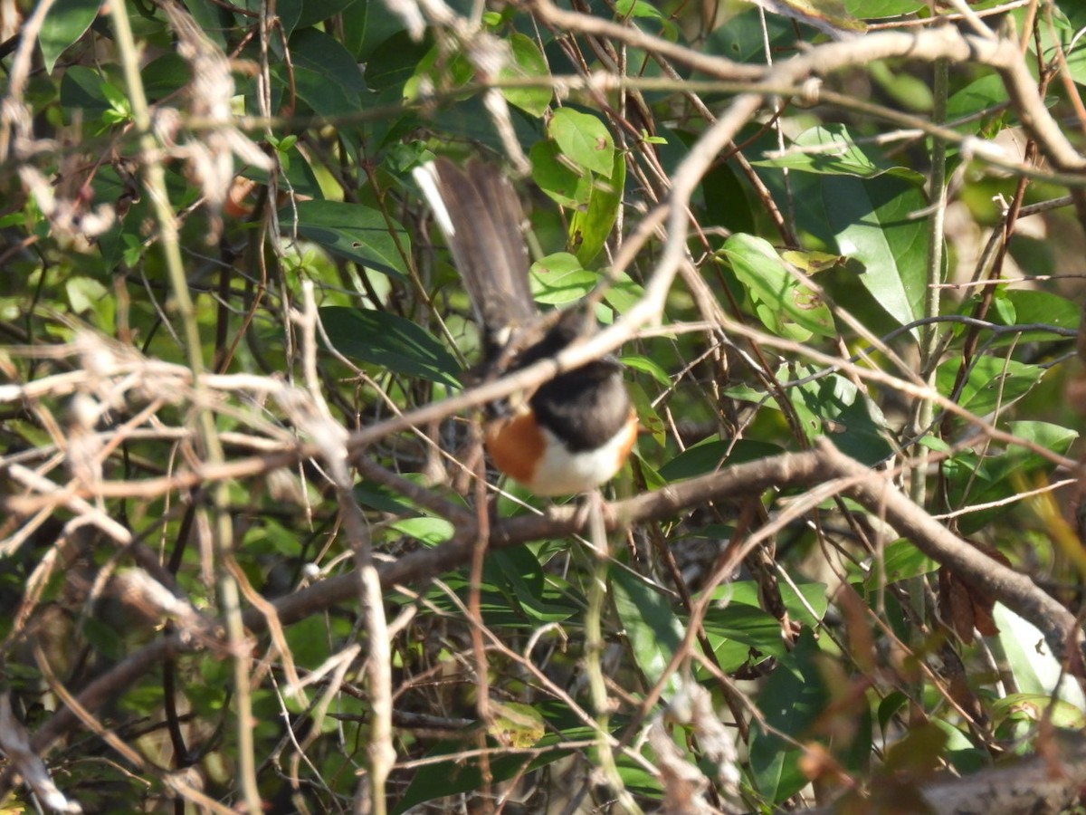 Eastern Towhee - ML646593211