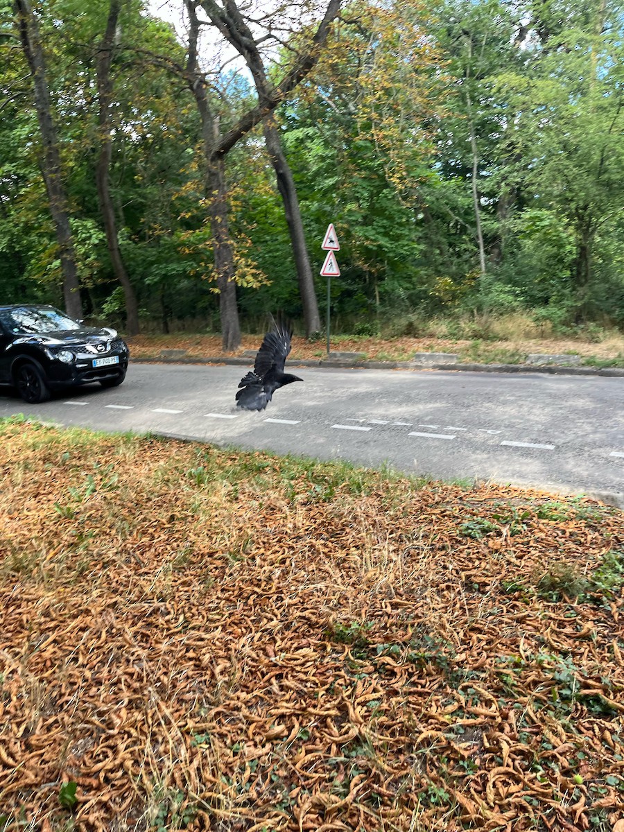 Carrion Crow - ML646593214