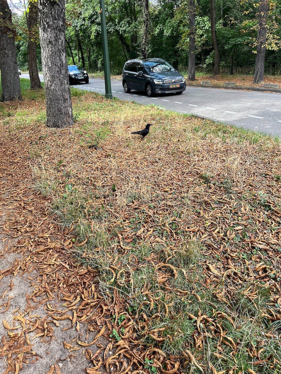 Carrion Crow - ML646593215