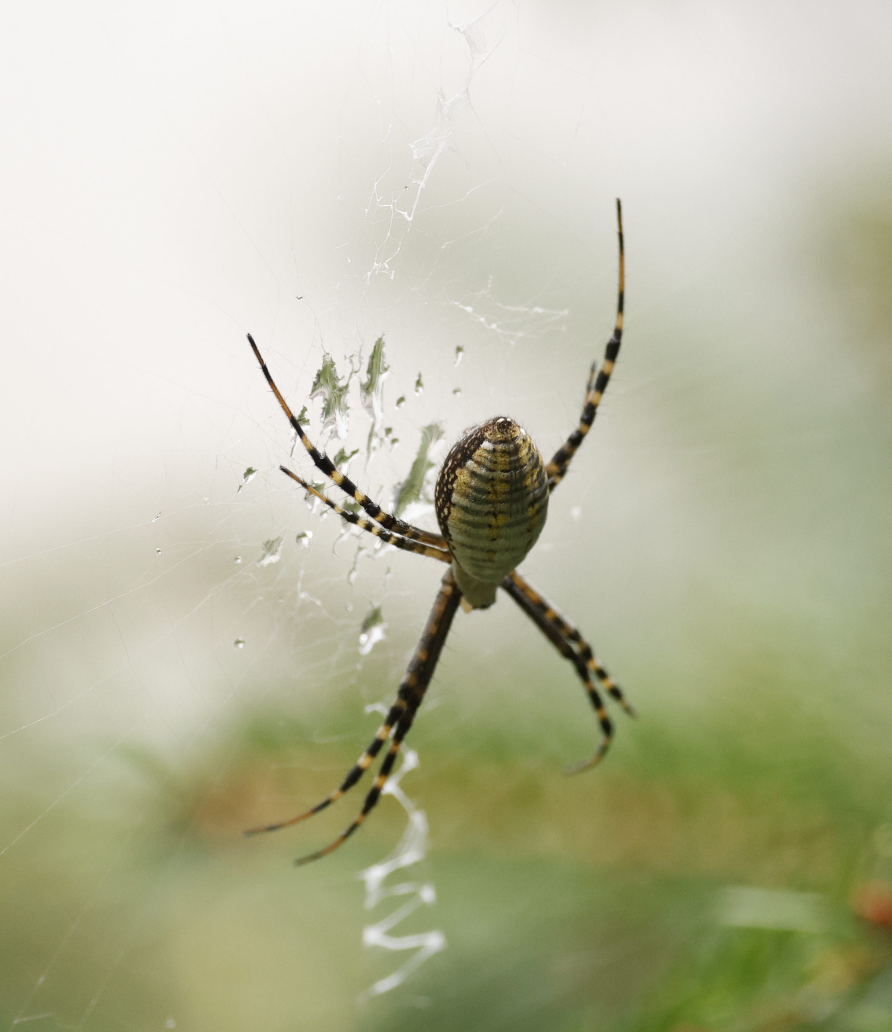 Banded Garden Spider - ML646593216