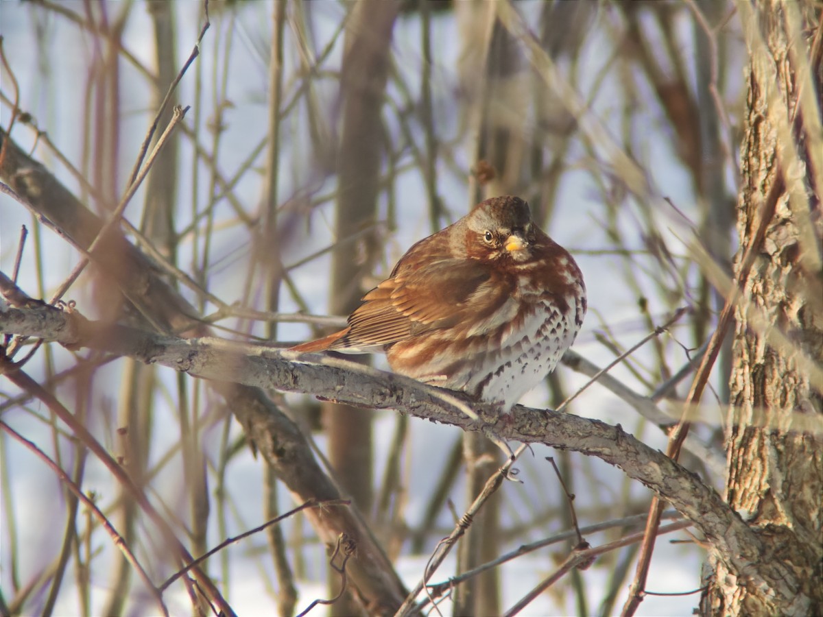 Fox Sparrow - ML646593217