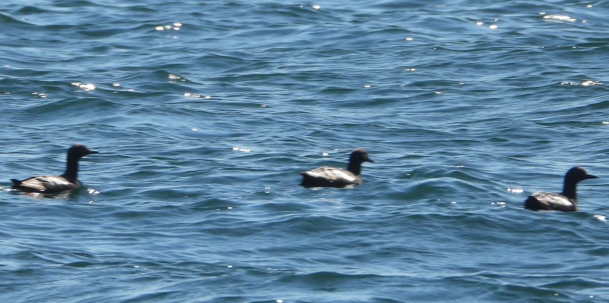 Pigeon Guillemot - ML646593218