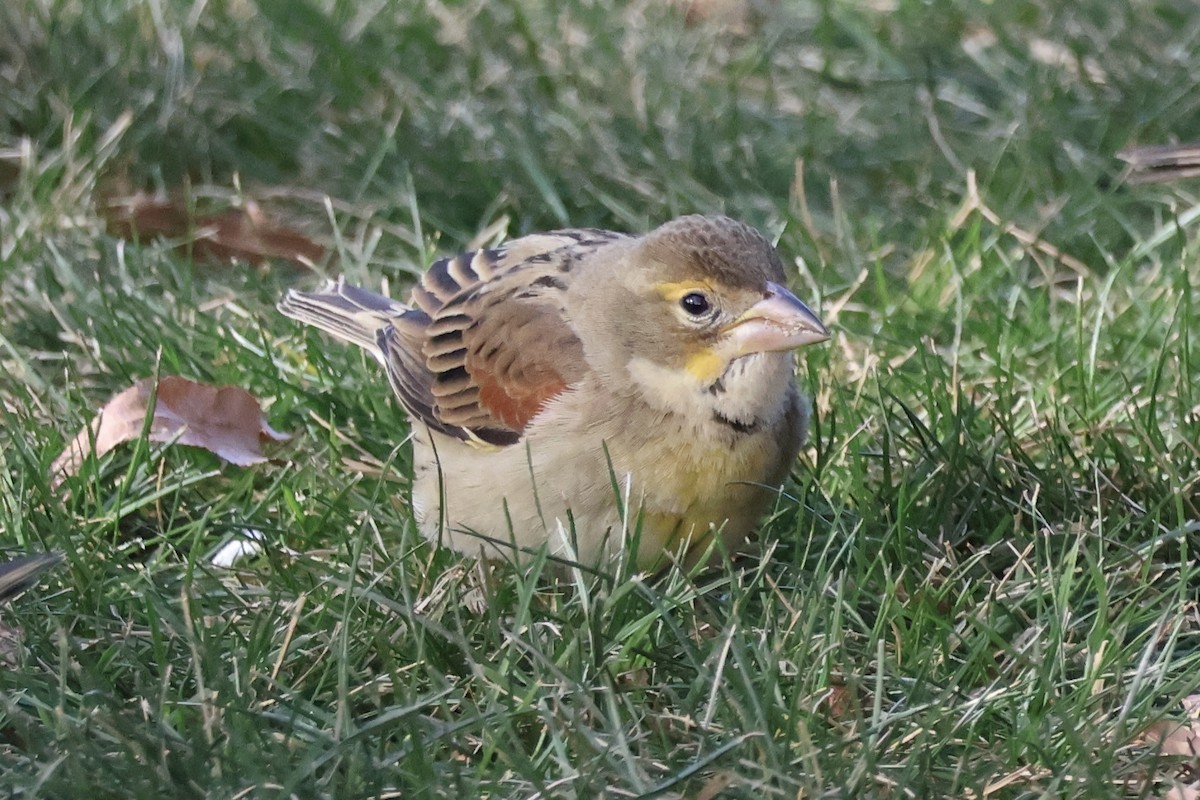 Dickcissel - ML646593219