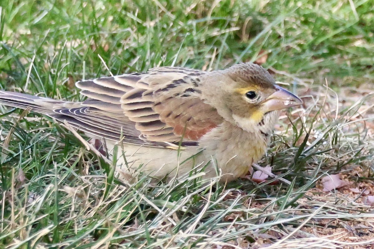 Dickcissel - ML646593220