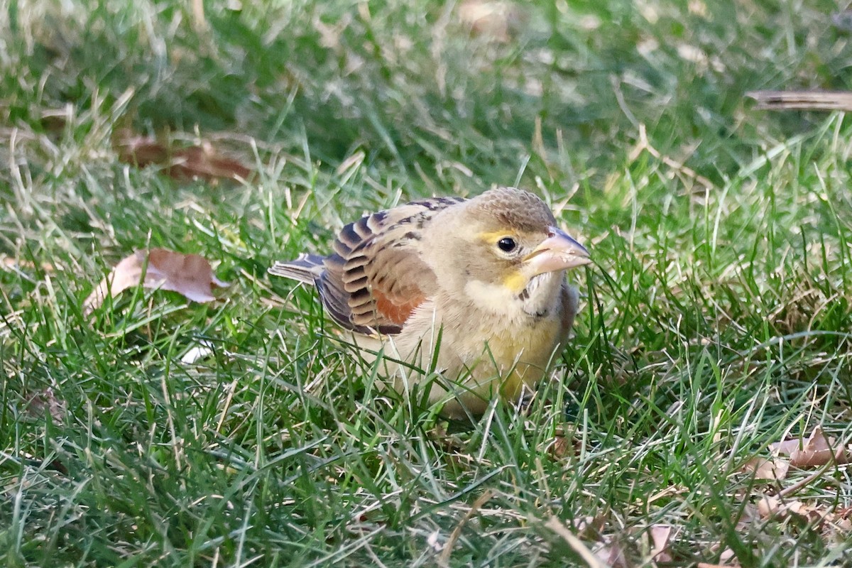 Dickcissel - ML646593221