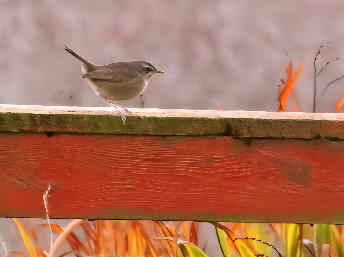 Siberian Rubythroat - ML646593222