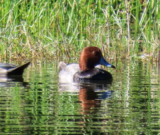 Redhead - ML646593224