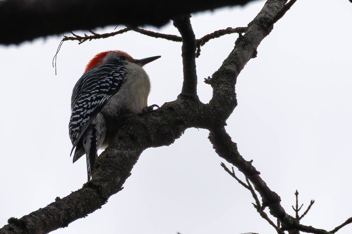 Red-bellied Woodpecker - ML646593225