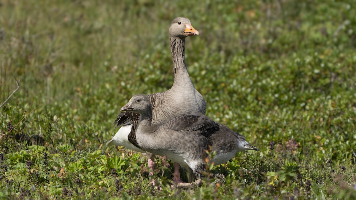Graylag Goose - ML646593226