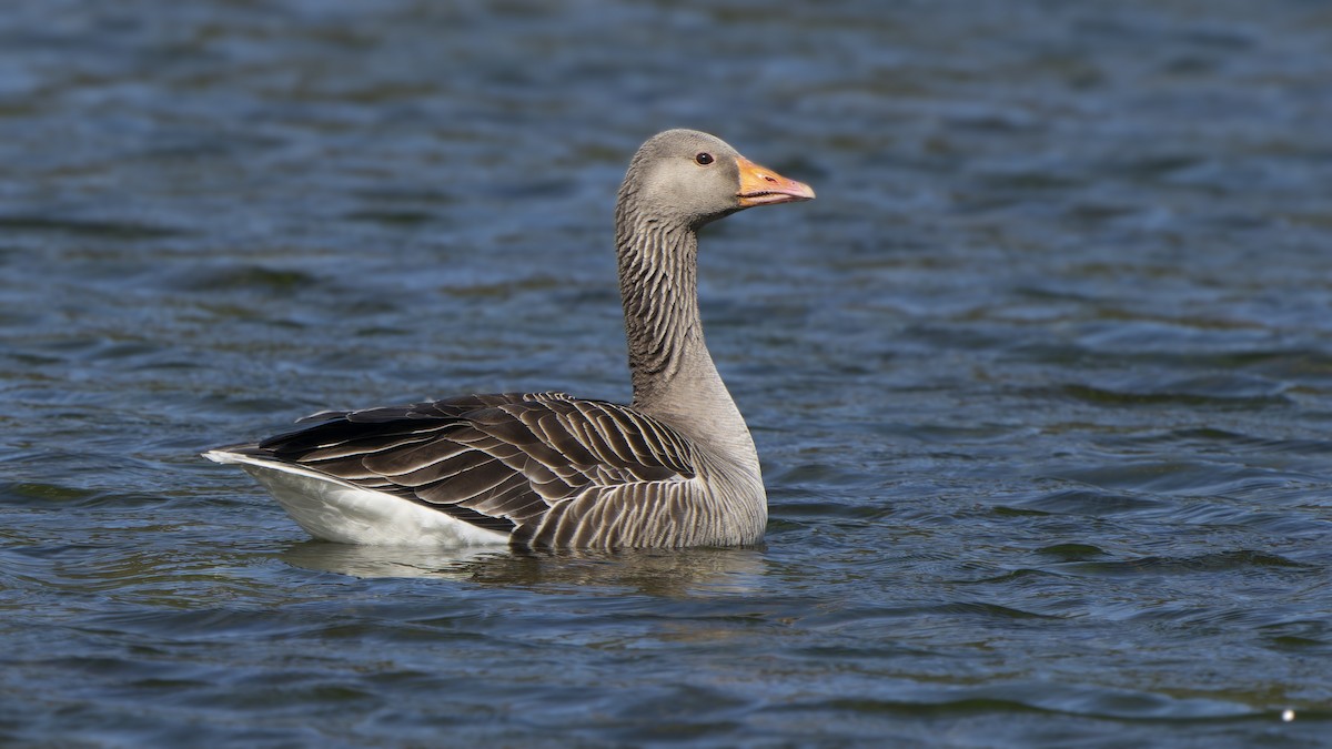 Graylag Goose - ML646593227