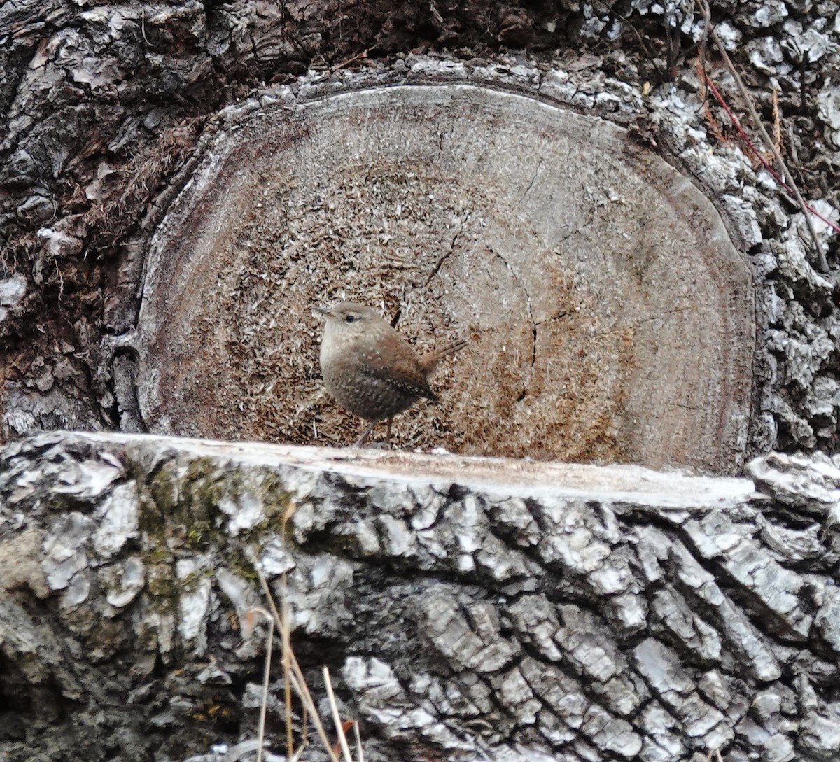 Winter Wren - ML646593228
