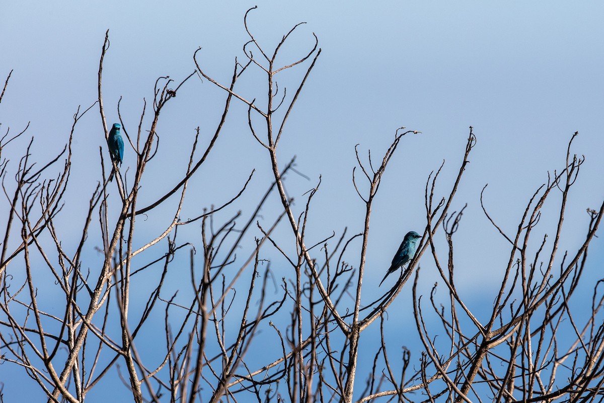 Verditer Flycatcher - ML646593233