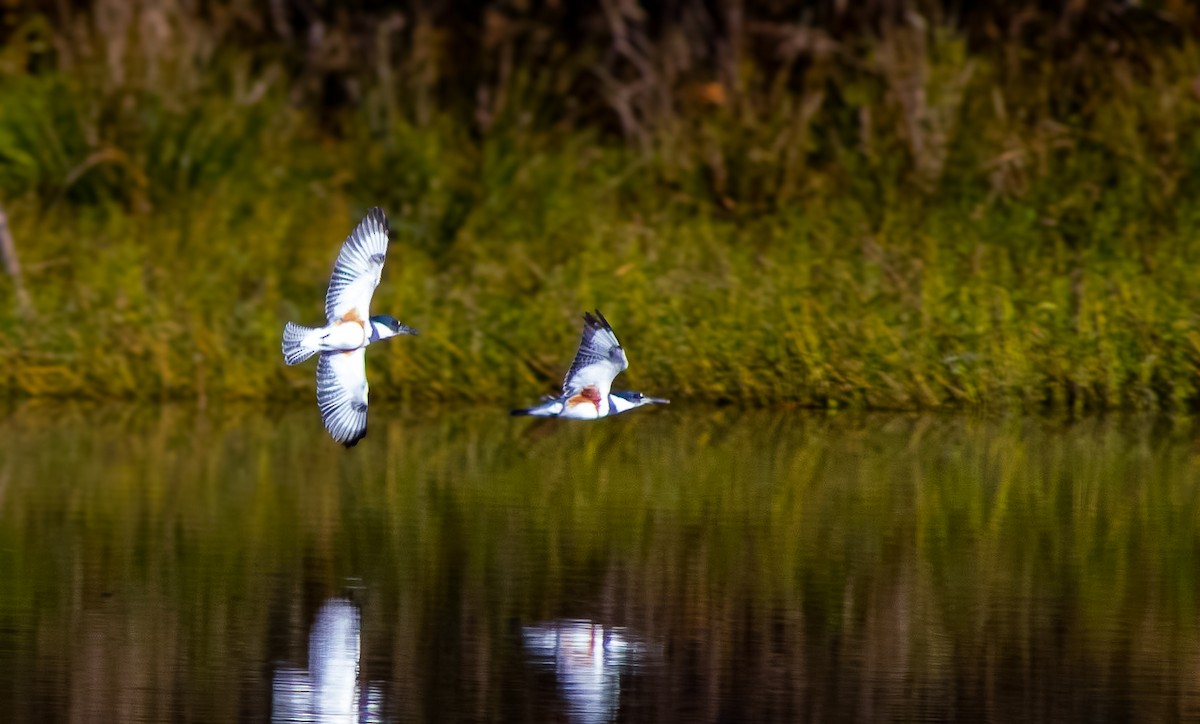 Belted Kingfisher - ML646593234