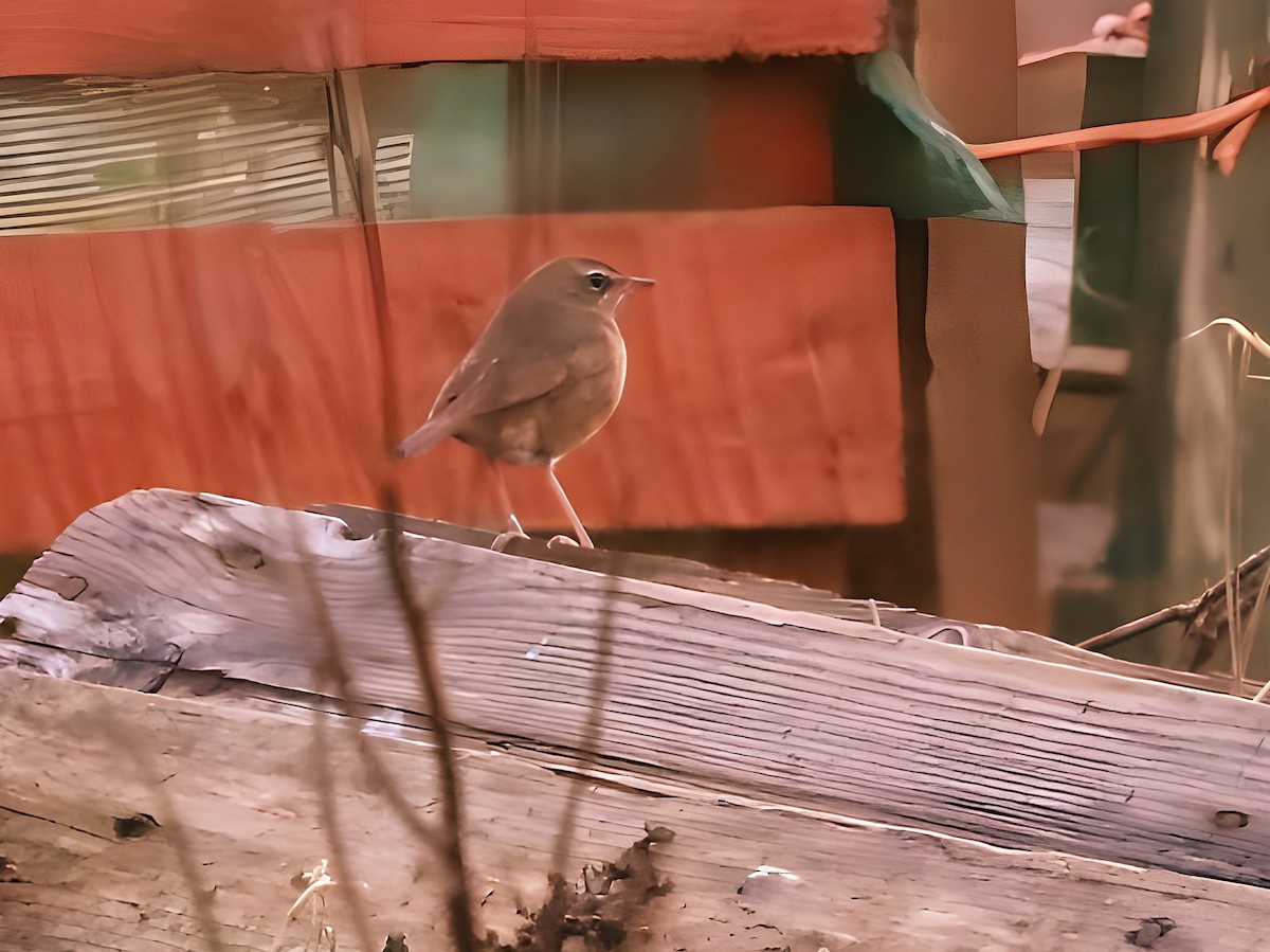 Siberian Rubythroat - ML646593237