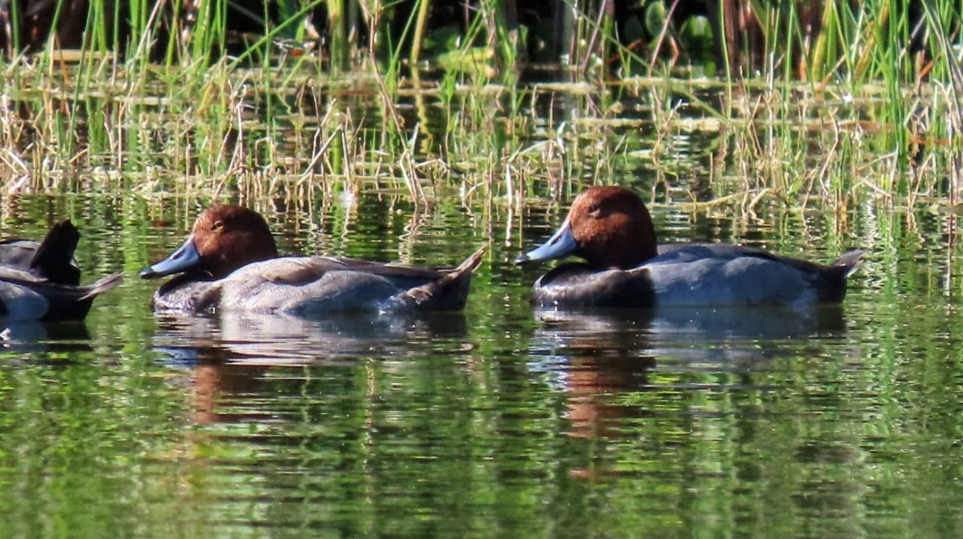Redhead - ML646593239