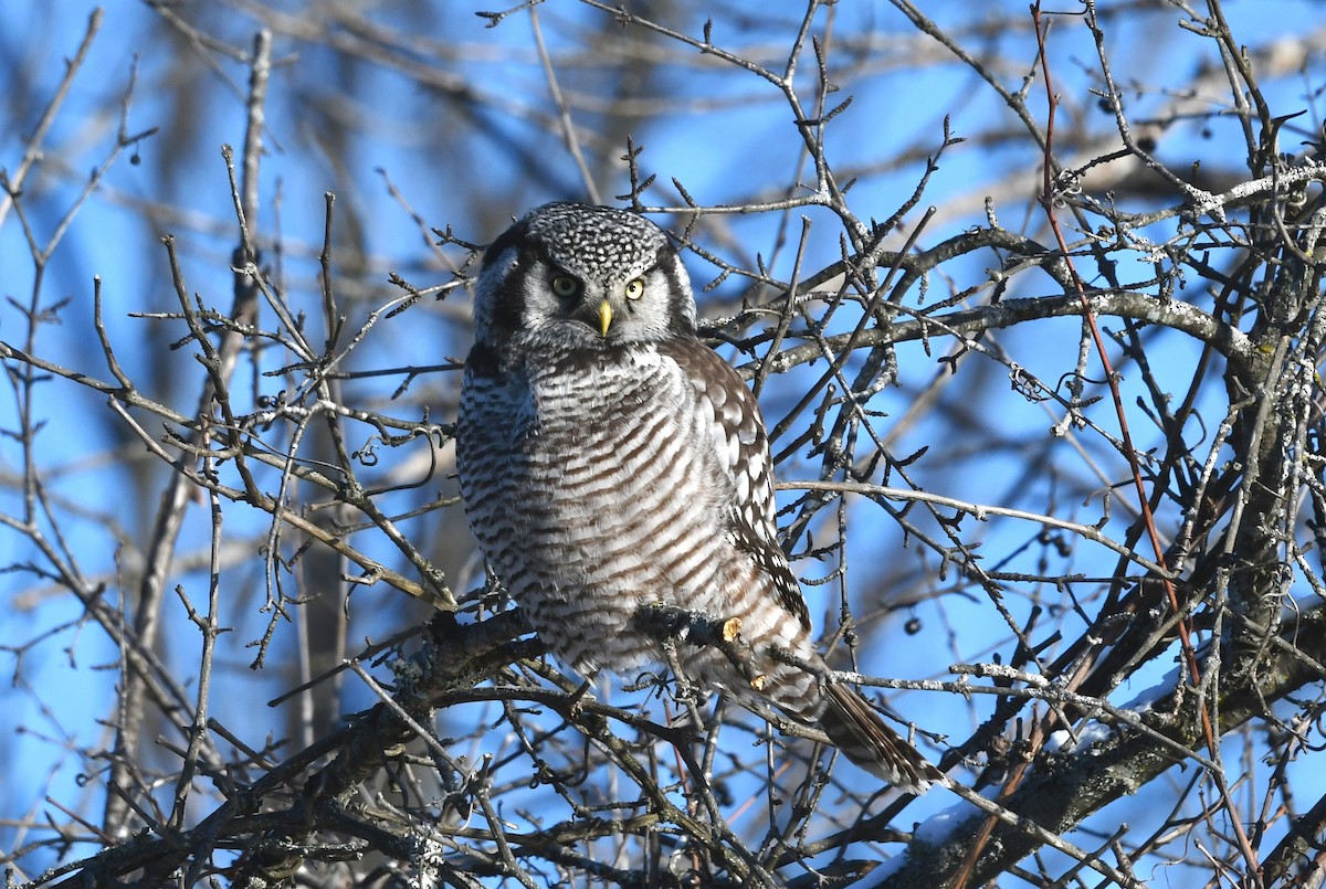 Northern Hawk Owl - ML646593240