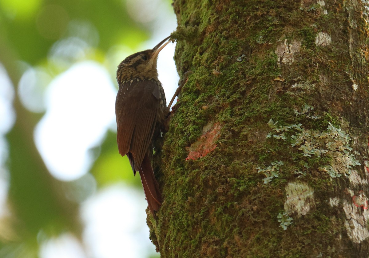 Lesser Woodcreeper - ML646593243