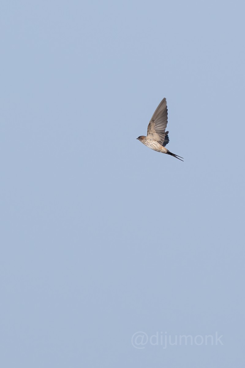 Eastern Red-rumped Swallow - ML646593244