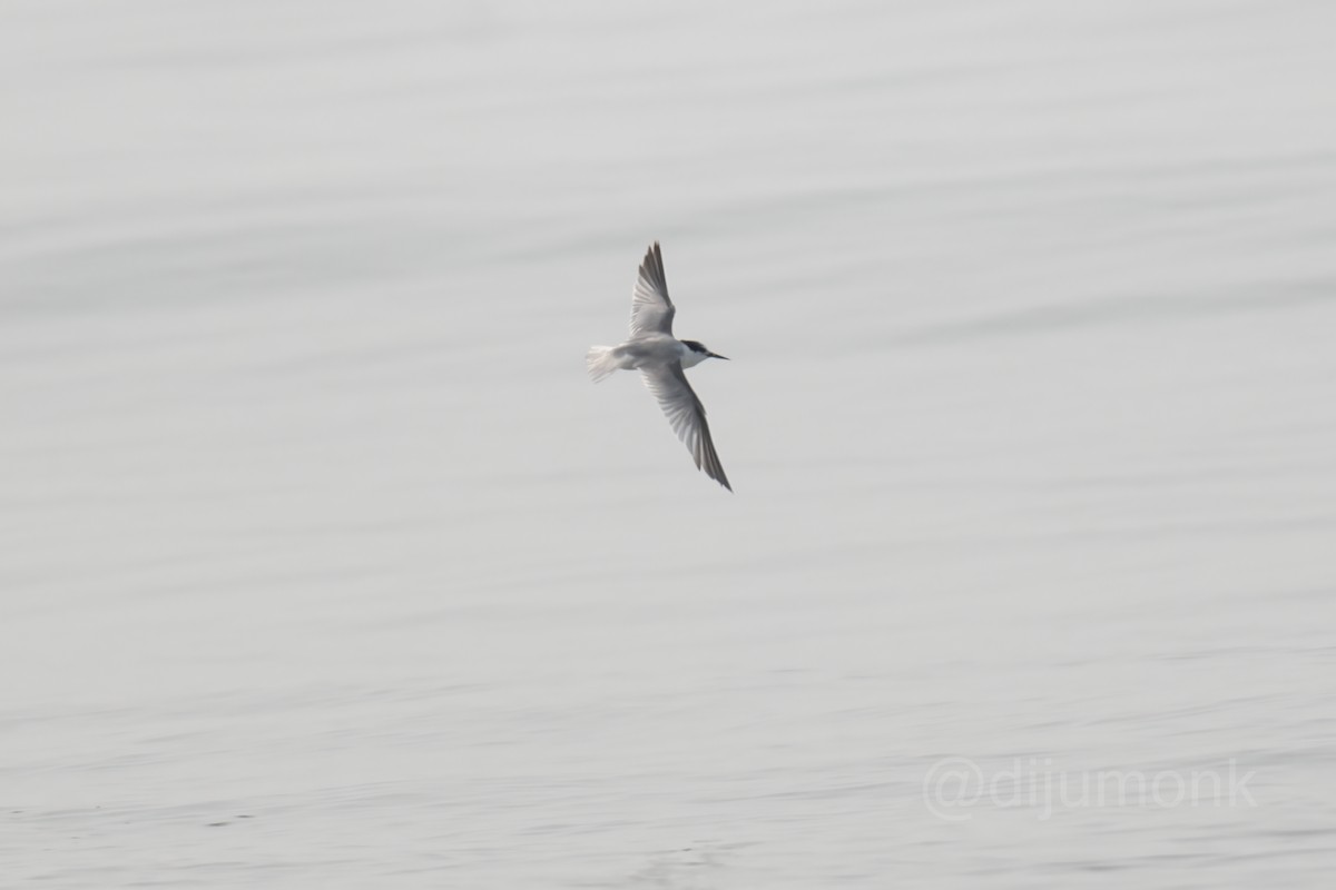 Little Tern - ML646593245