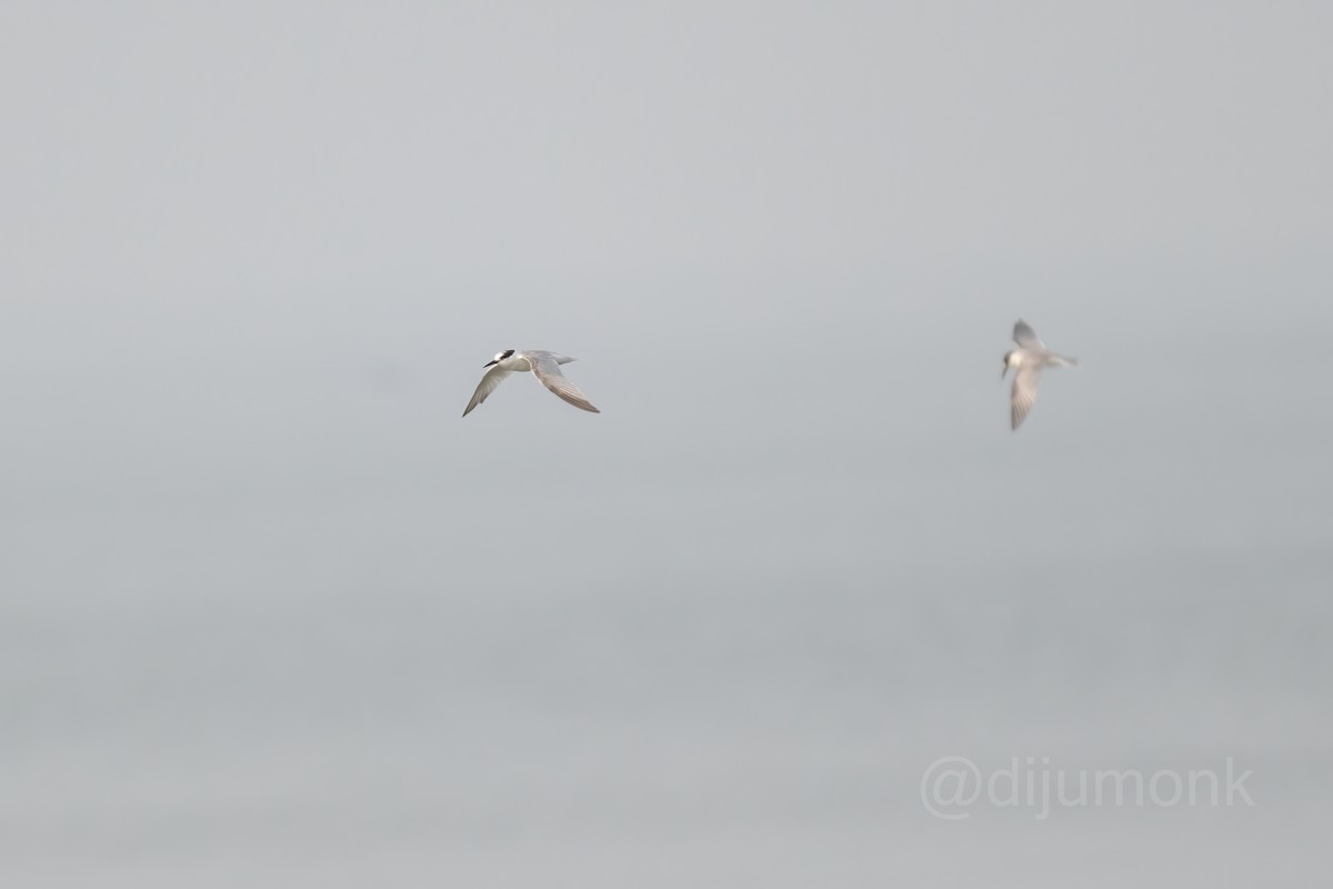 Little Tern - ML646593246