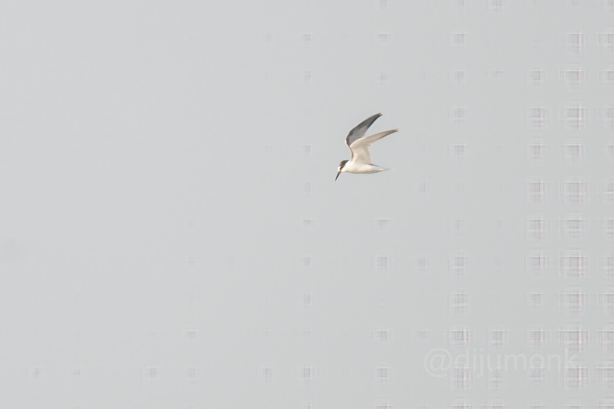 Little Tern - ML646593247