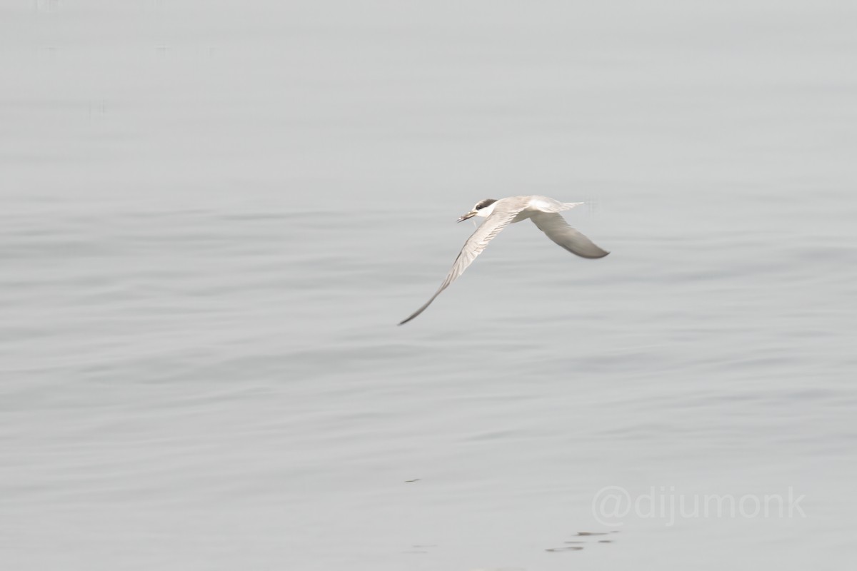 Little Tern - ML646593248