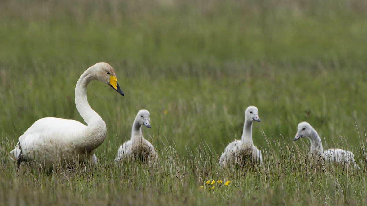 Whooper Swan - ML646593249